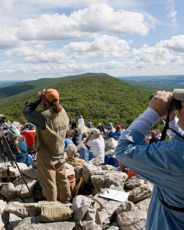 Fall raptor migration at Hawk Mountain