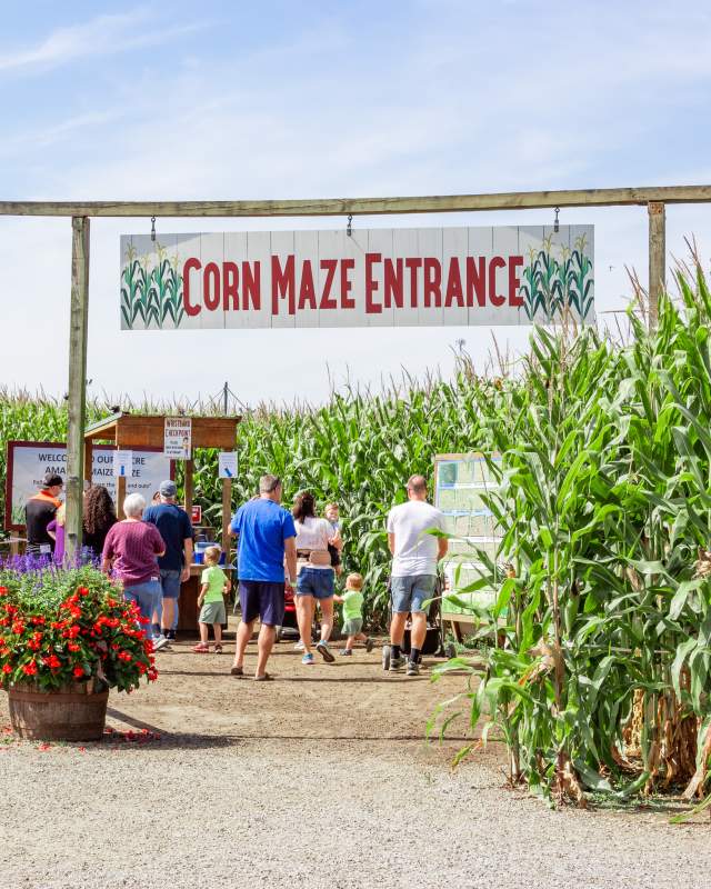 Corn Maze at Cherry Crest