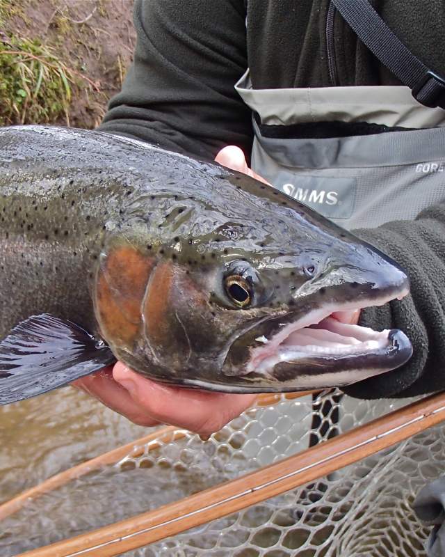 Fly fishing at the Tulpehocken Creek