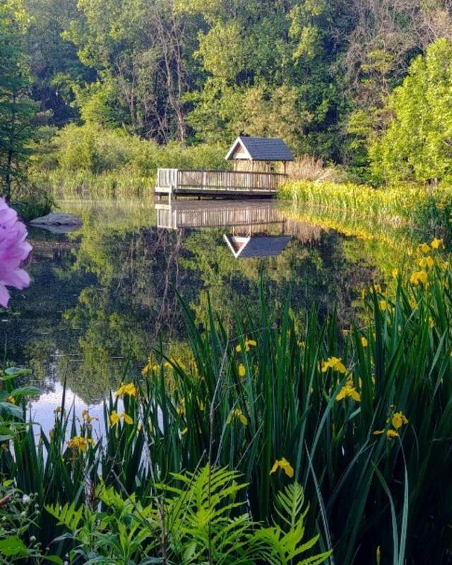 A photo of a purple flower with background scenery of a lake