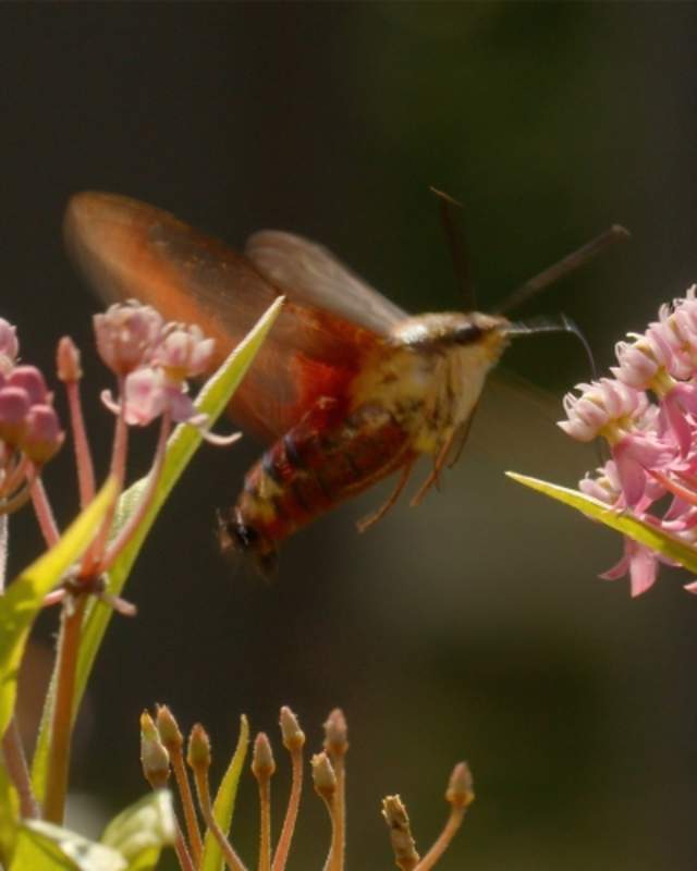A Hawk Moth in the Great Marsh Wetlands