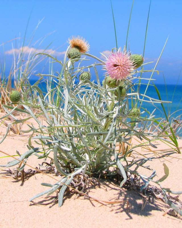 Pitcher's Thistle