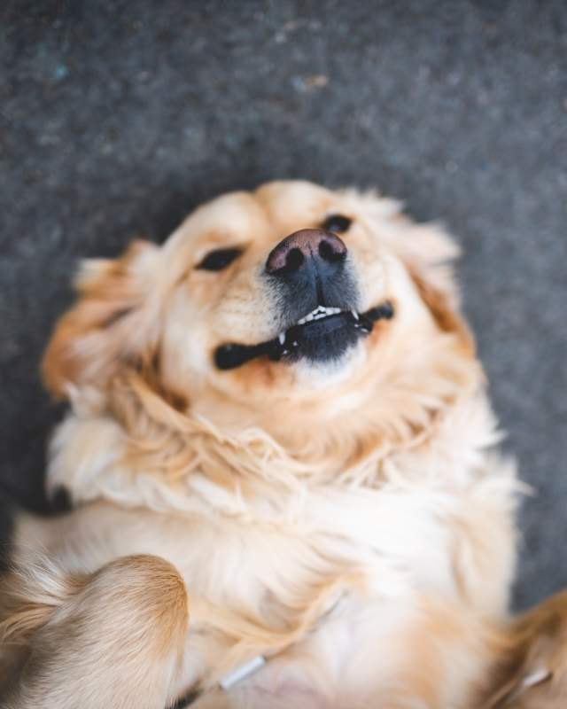 Pet Friendly Hotels