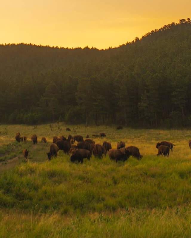 Custer-State-Park-Buffalo