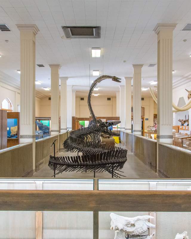 Interior of a geology museum featuring a large prehistoric marine reptile skeleton mounted in the center aisle, surrounded by fossil displays and exhibit cases beneath tall white columns.