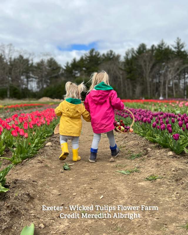 Wicked Tulips Flower Farm Exeter
