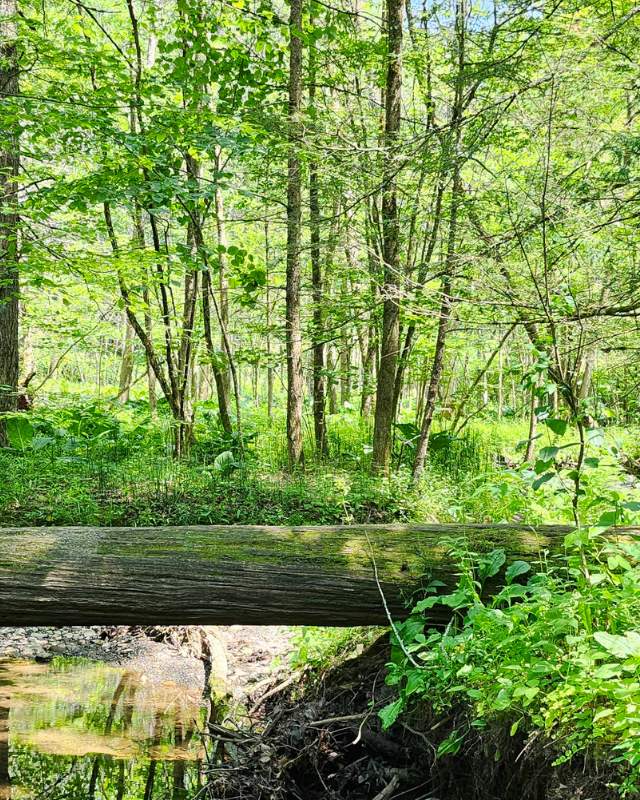 Log fallen over a creek