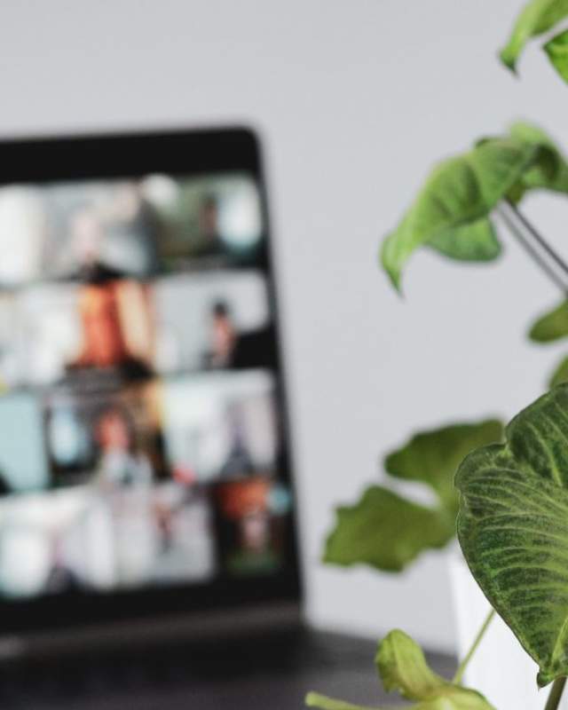 plant and laptop