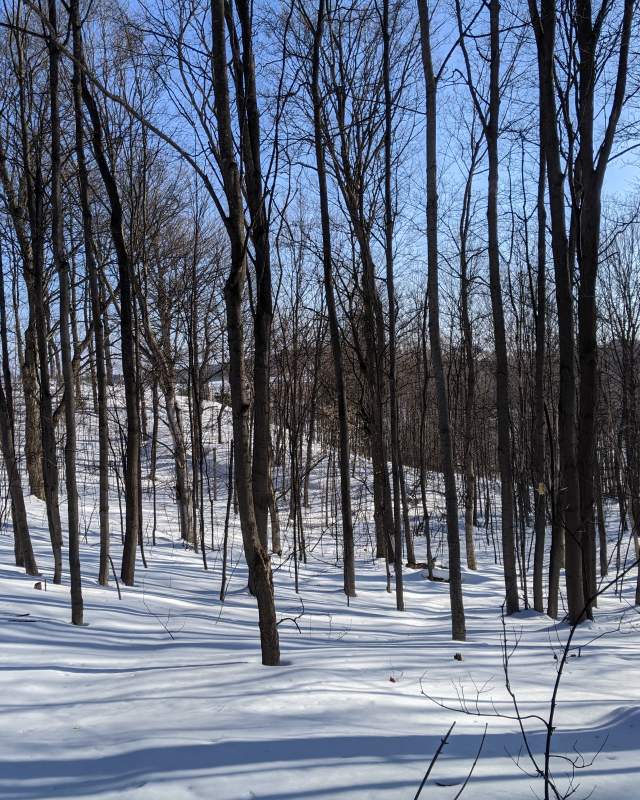 Wintery Landscape of Winter Trails