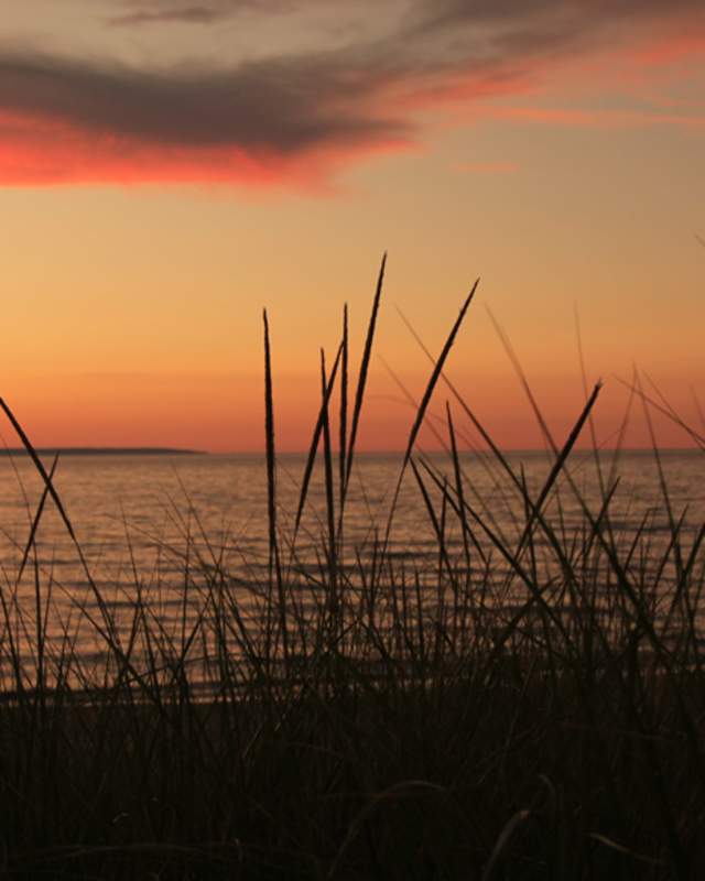Beachgrass at sunset