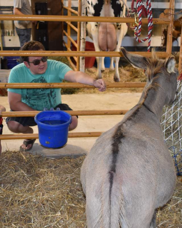 Checking out the animals at Washburn County Fair