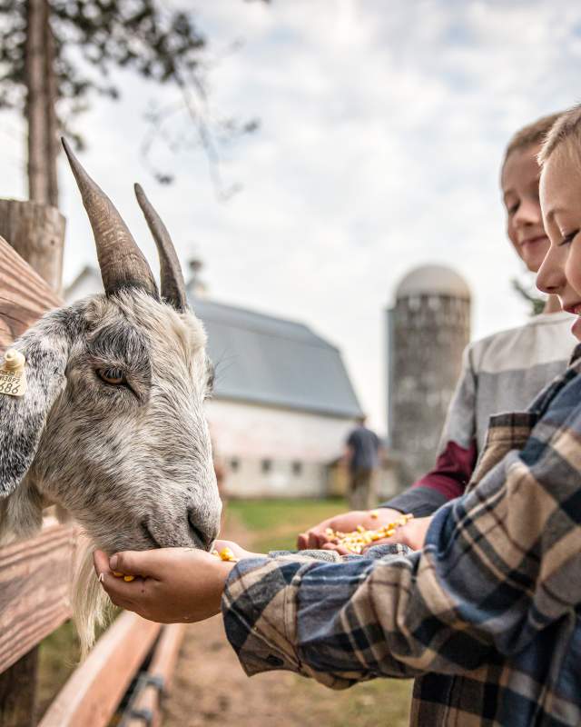 Kids Feeding Goat at The Burch Barn