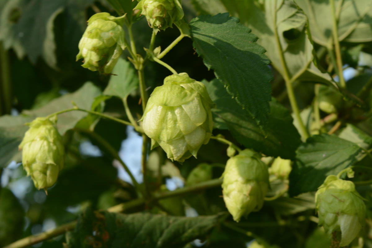 Fresh hops
