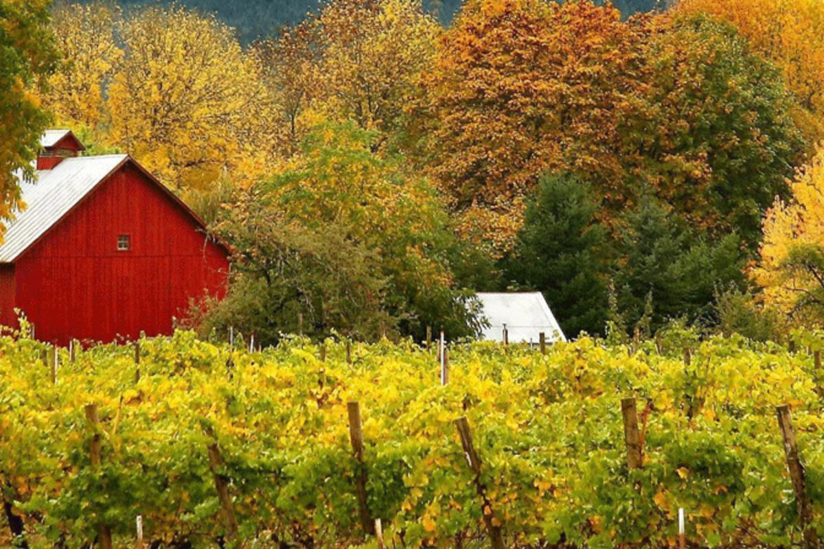 Saginaw Vineyard