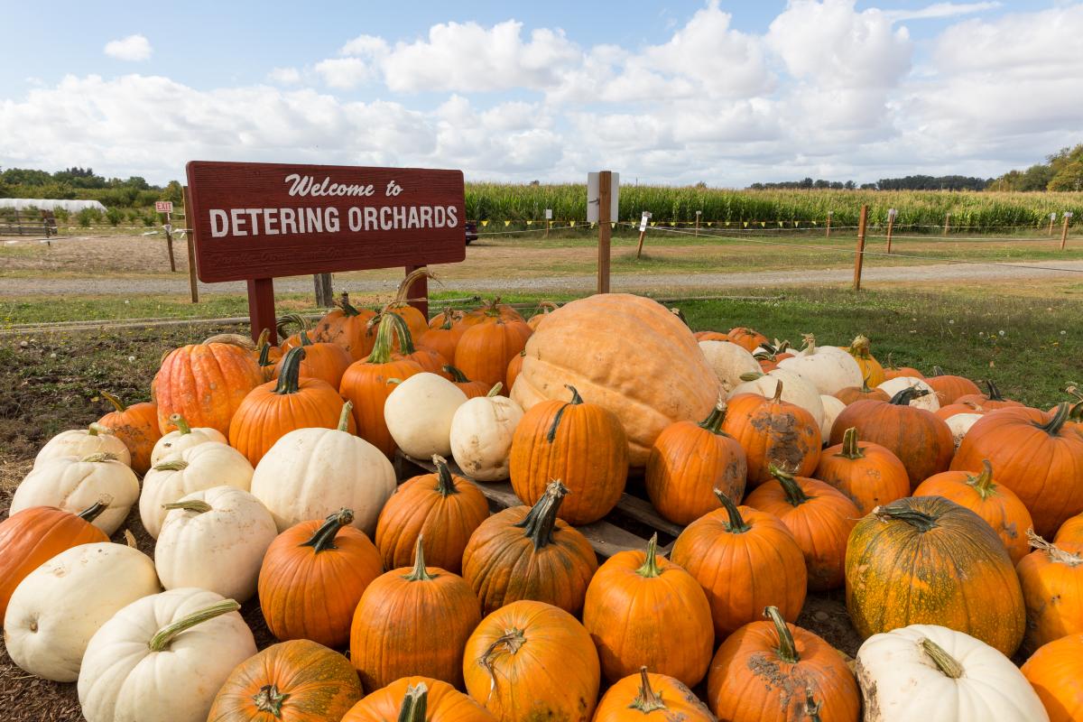 Pumpkins at Detering Orchards