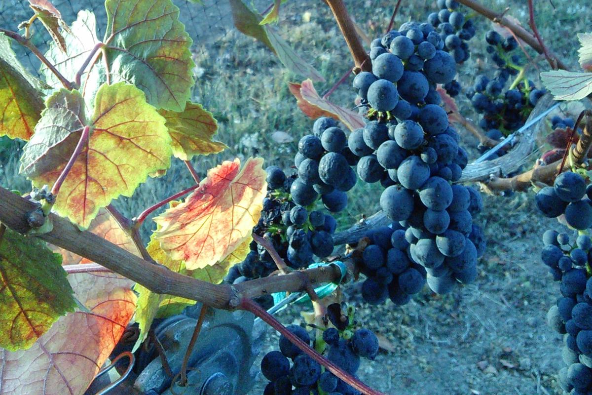 Noble Estate Vineyard Grapes in Fall by Amy Shadell