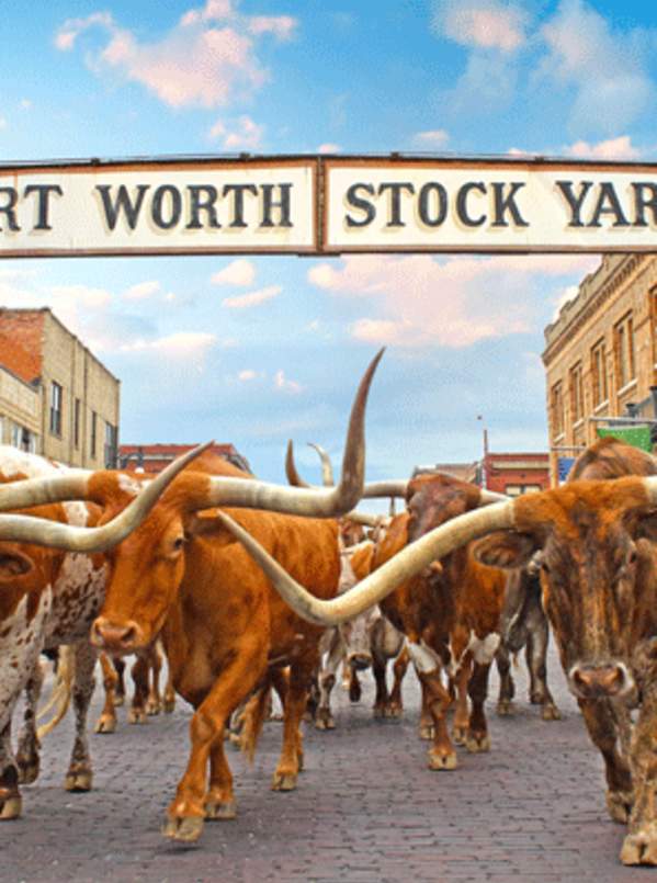 Longhorn Cattle At The Stockyards National Historic District