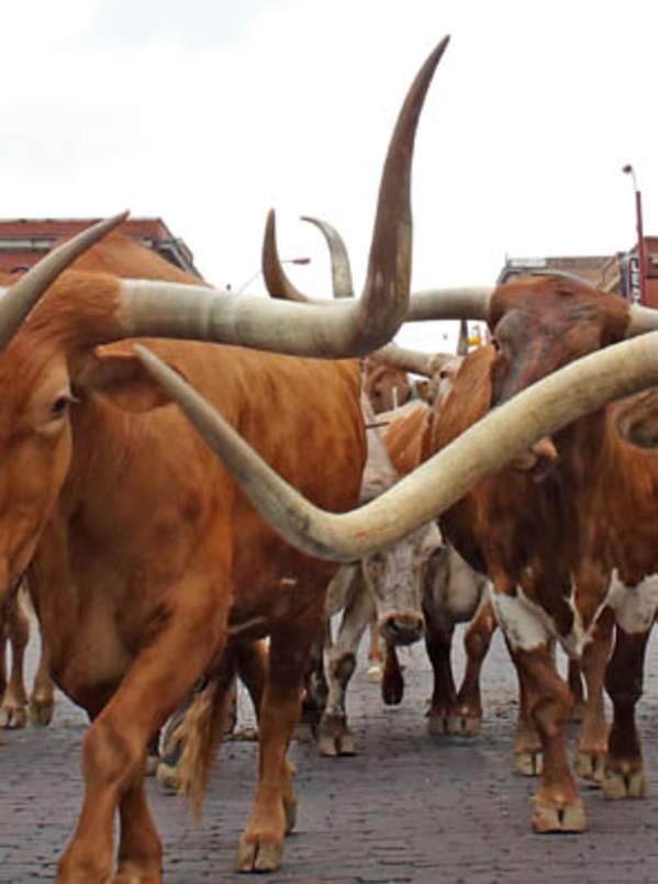 The Herd Bulls