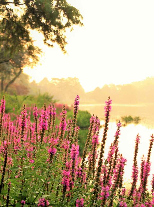 Flowers on riverbank