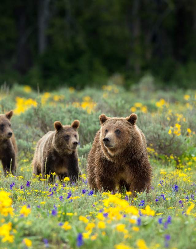 Grizzly Bear w/Cubs