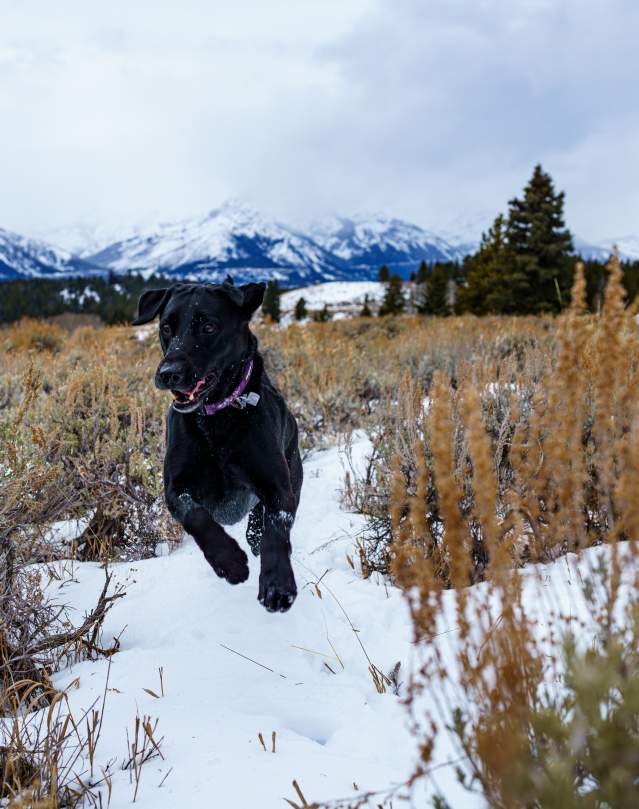 Pet Friendly Jackson Hole Blog