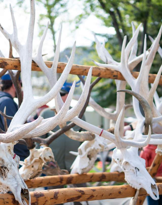 ElkFest - 2025