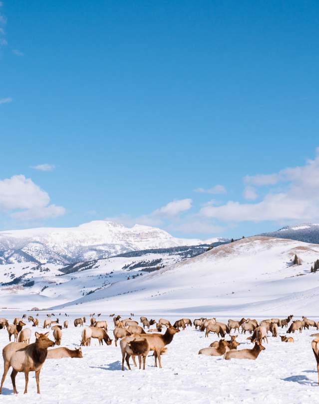 Elk Herd on Refuge