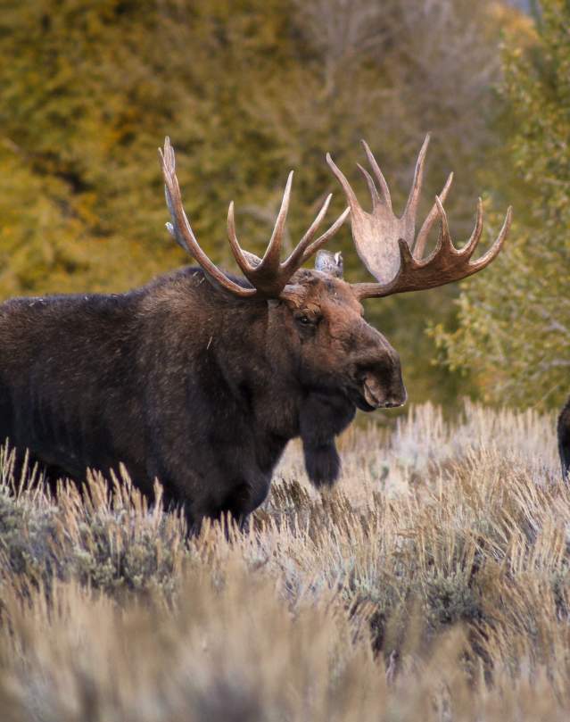 Moose in Fall