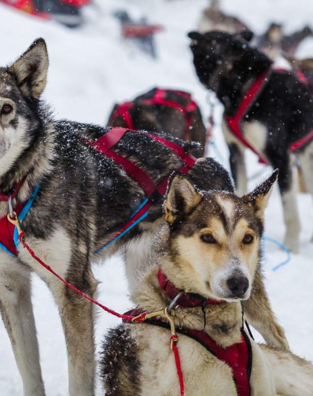 Dog Sledding dogs