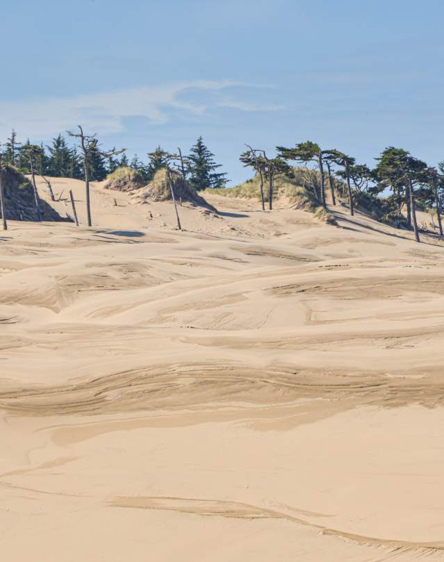 Dunes near the Siuslaw River