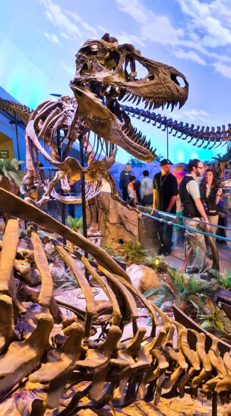 The Children's Museum of Indianapolis