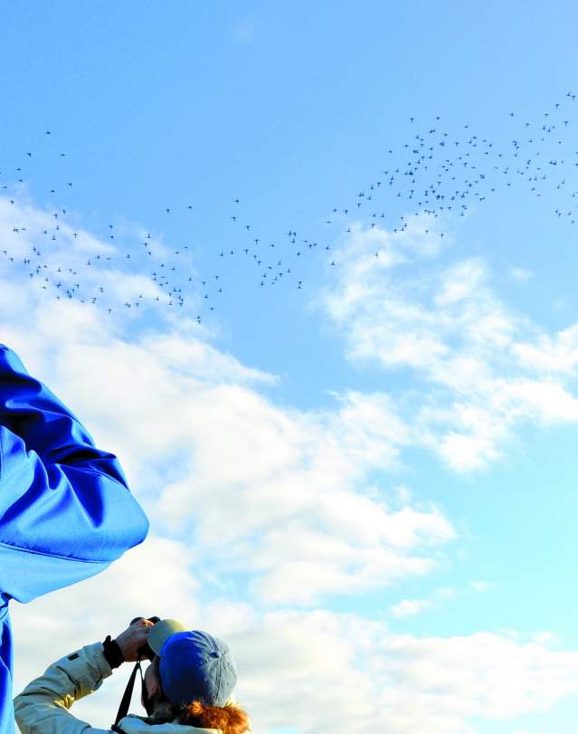 Birders watch a flock in the skies over the Outer Banks
