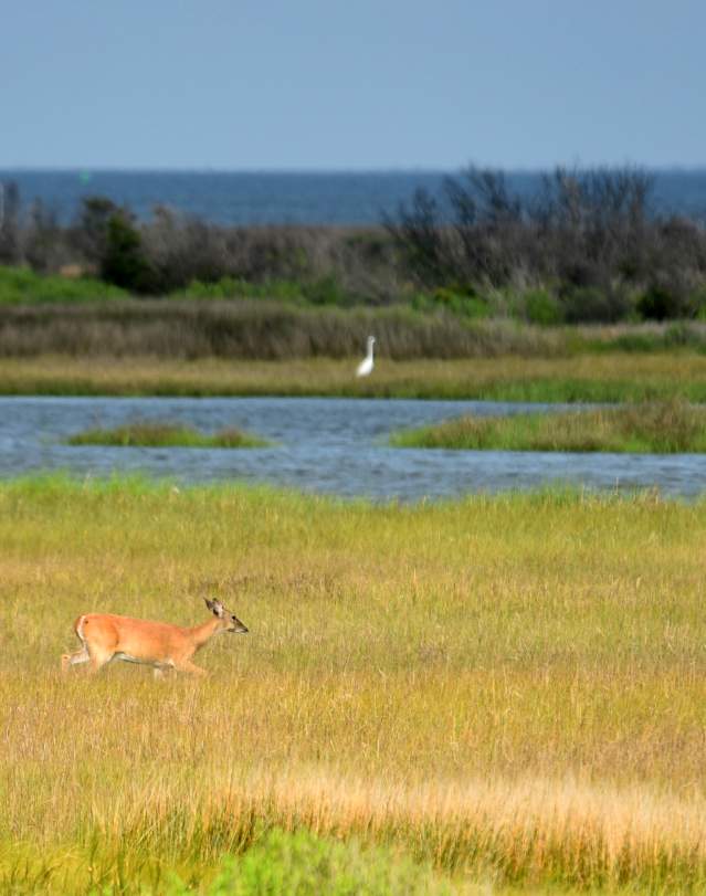Birds Flying Over Deer Wildlife Marsh On The Outer Banks Of NC