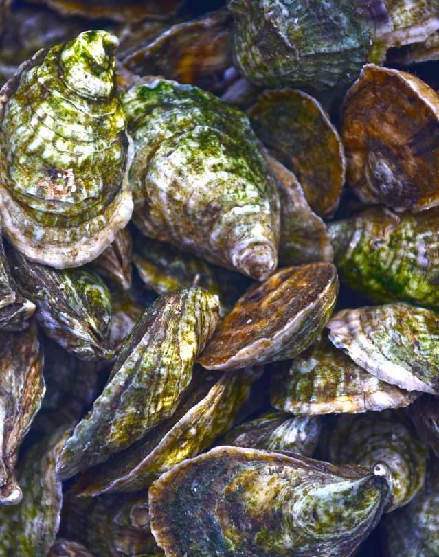 Up close image of oyster shells.