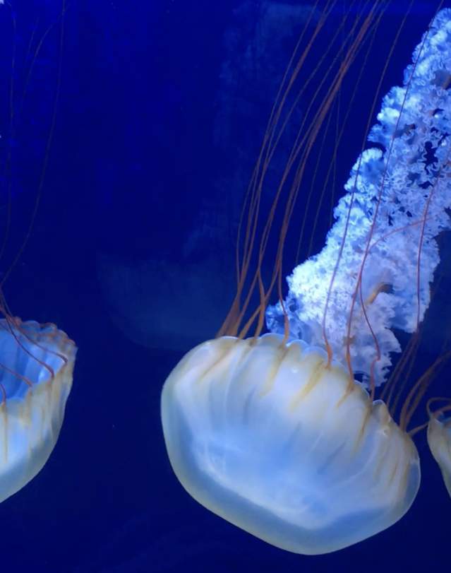 jellies aquarium