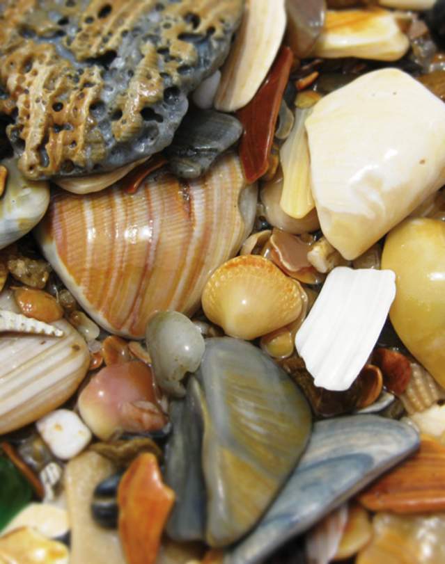 Shells