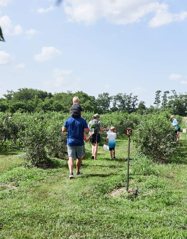 The Berry Farm