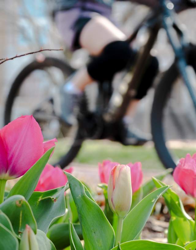 Bike Tulips Spring
