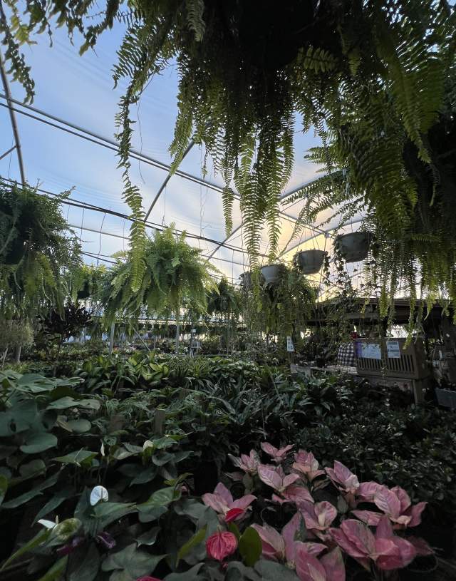 Matkins Flowers + Greenhouse