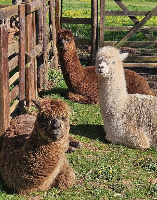 Three alpacas rest on green grass near a wooden fence, basking in sunlight. Their soft, fluffy fur adds a serene and cozy feel to the pastoral setting.