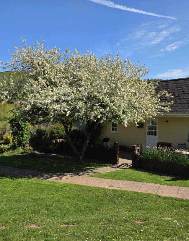 A charming cottage with a sloped roof surrounded by lush greenery. A blossoming tree shades the yard, and a clear blue sky enhances the tranquil setting.