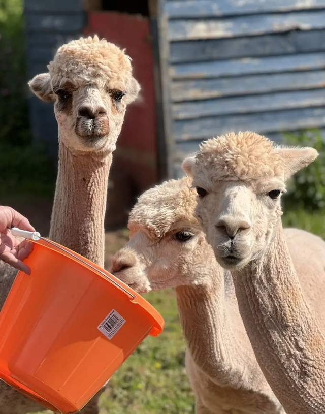 Three alpacas with beige fur curiously approach an orange bucket held by a person. They stand in a sunny grassy area near a blue wooden structure.