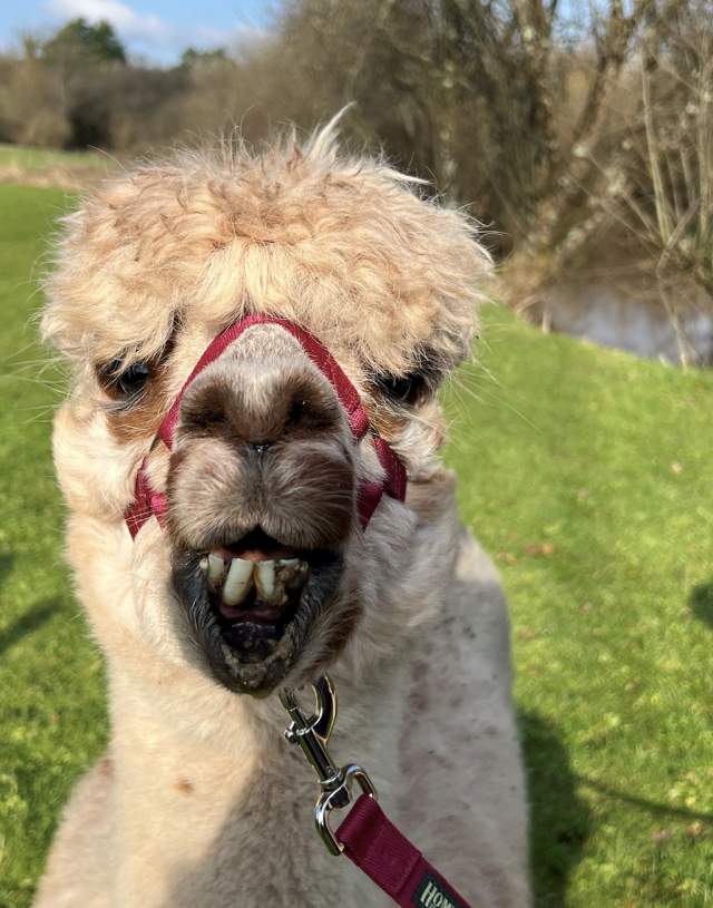 Close-up of a smiling alpaca with a red halter, showing teeth. It's standing on a green grass field, with trees and a pond in the sunny background.