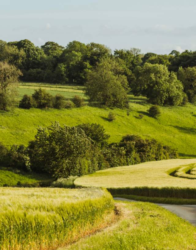 An image of the green fields either side of the single track lane winding towards the woodland.