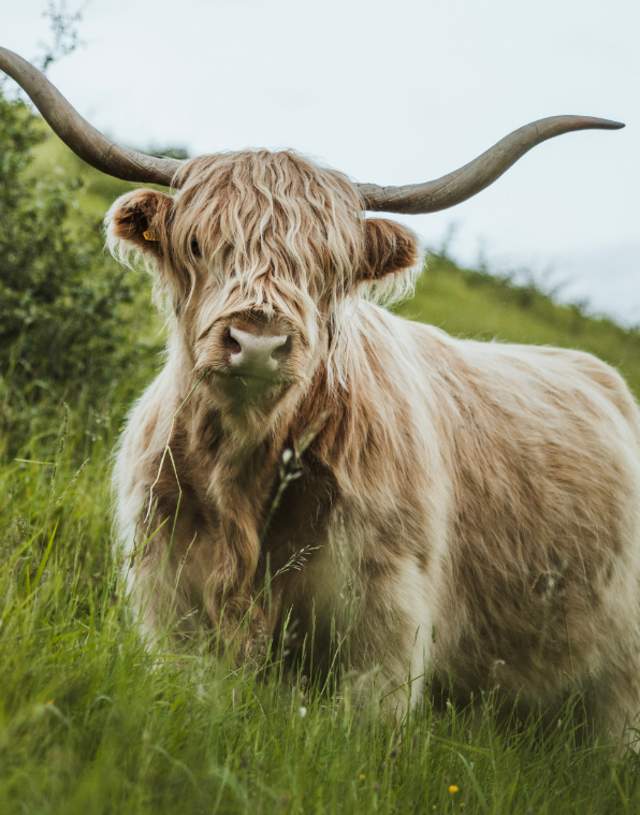 A highland cow stood prominently on the edge of green hill in the Yorkshire Wolds.