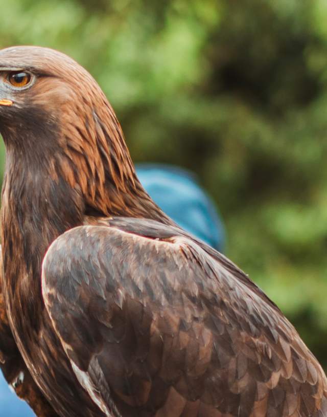 Bird of prey at the Beverley Festival of Christmas