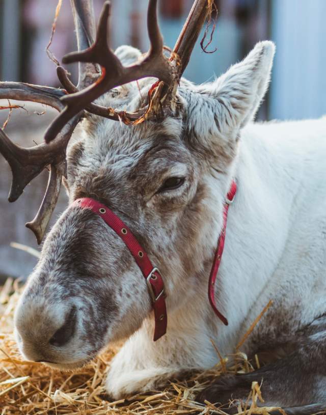 Reindeer at the Beverley Festival of Christmas