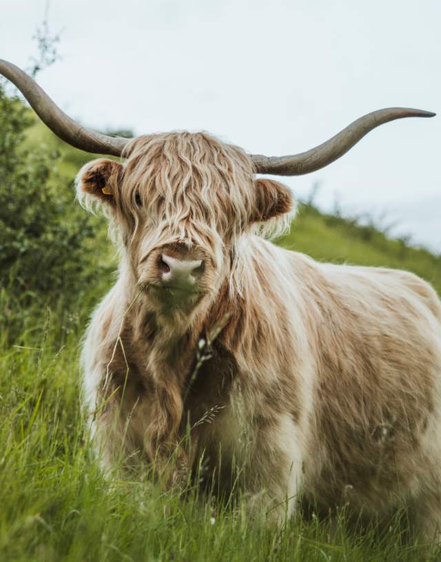 A highland cow in the Yorkshire Wolds