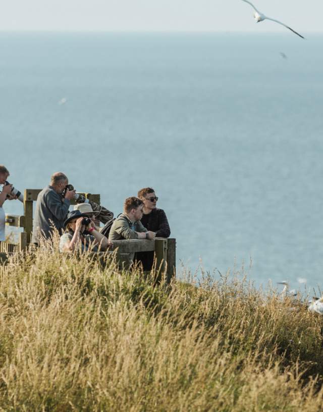 Visitors on one of the viewing platforms at Bempton Cliffs in East Yorkshire, with gannets flying overhead.