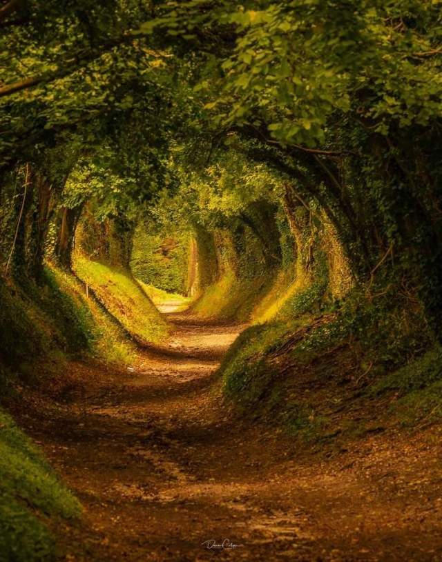 The Halnaker tree tunnel on the Halnaker Windmill Trail